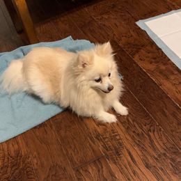 Ms Bella - Pomeranian