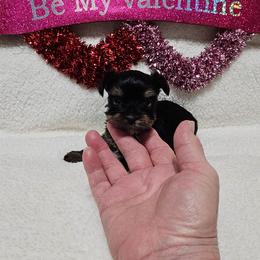 Angel - Black and gold female Yorkshire Terrier puppy in Dayton, Ohio from Precious Yorkie Babies