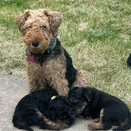Welsh Terrier puppies from Snow Dragon Welsh Terriers