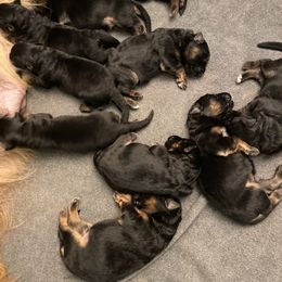 German Shepherd Puppies from Extreme German Shepherds