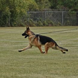 German Shepherd All Grown Up from Jimeni GSD