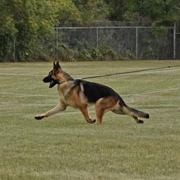 German Shepherd All Grown Up from Jimeni GSD