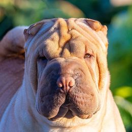 Anna - Chinese Shar-Pei