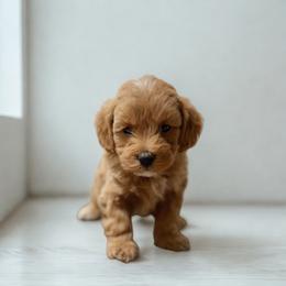Teddy - Red male Maltipoo puppy in Bells, Texas from Partridge Doodles and Poodles