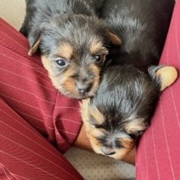Silky Terrier and Yorkshire Terrier Puppies from Andre's Yorkshire Terriers