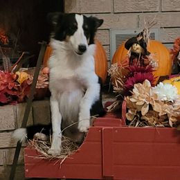 Peanut - Black white and tan male Shetland Sheepdog puppy in Altha, Florida from Hill Top Shelties