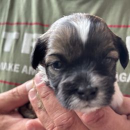 Beth - Chocolate sable female Havanese puppy in Weston, Wisconsin from Tzedek Farm