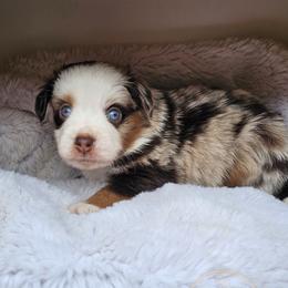 Colt - Red merle male Toy Australian Shepherd puppy in Austin, Texas from ATX Mini Aussies