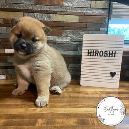 Hiroshi - Red male Shiba Inu puppy in Lakeland, Florida from EndThyme Acres