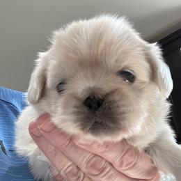Full AKC - Girl 2 - Cream female Pekingese puppy in Hustontown, Pennsylvania from Triple I Pekes