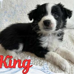 King - Black tri male Miniature Australian Shepherd puppy in Millington, Tennessee from Goading Glee Glade