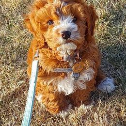 Cavapoo Puppies from SunnySide Mini Doodles
