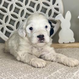 Boy 2 - Black and white male Bernedoodle puppy in Russiaville, Indiana from Pleasant Creek Minibernedoodles