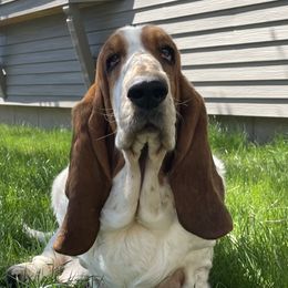 Italy - Basset Hound