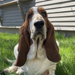 Italy - Basset Hound