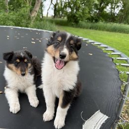Collie Puppies from Little Apple Collies, Dazey, ND