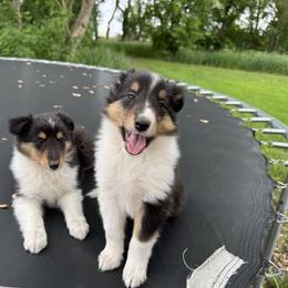 Collie Puppies from Little Apple Collies, Dazey, ND