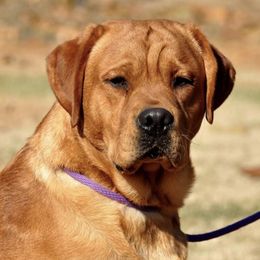 Labrador Retrievers from Red Moon Labradors