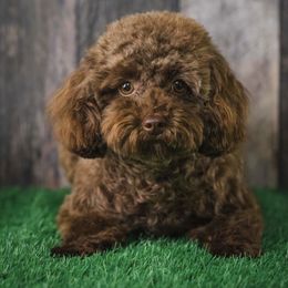 Ruby - Poodle
