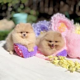Cooler - Cream male Pomeranian puppy in Stockton, California from Pommiepalace