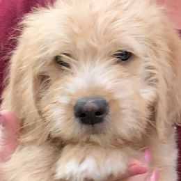 Double Doodle Puppies from Riverside Doodles in Seattle (double doodles)