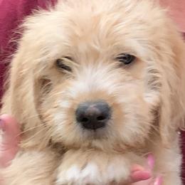 Double Doodle Puppies from Riverside Doodles in Seattle (double doodles)