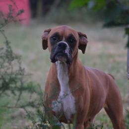 Chleo - Boxer