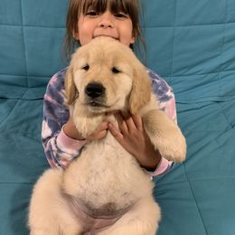 Golden Retriever Puppies from Goldens of Hope