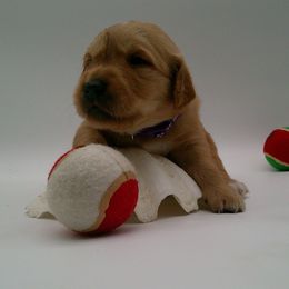 Pearl - Golden female Golden Retriever puppy in Salem, Oregon from Oregon Rose Goldens