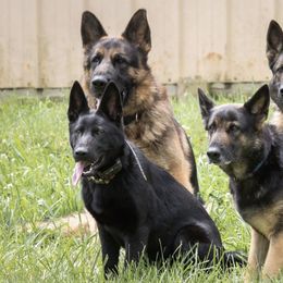 German Shepherds from Lucky Z Ranch