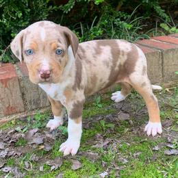Female 7 - Red merle female Catahoula Leopard Dog puppy in Gadsden, Alabama from Rich Cat’s