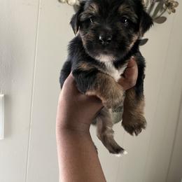 Homer 2000 - Black and tan male Yorkipoo puppy in Gastonia, North Carolina from Precious pups dynasty kennel