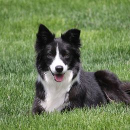 Encore - Border Collie