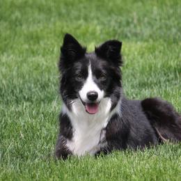 Encore - Border Collie