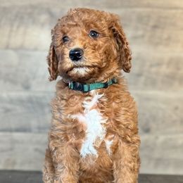Rusty - Red  male Goldendoodle puppy in Milan, Tennessee from Twin Oak Goldendoodles