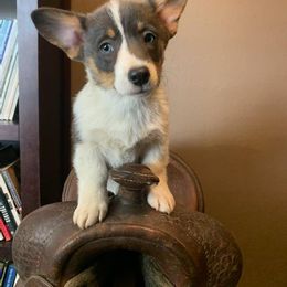 American Corgi and Pembroke Welsh Corgi Puppies from Sunray Ranch
