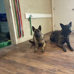 Dutch Shepherd Puppies from Mill Iron Dutch Shepherds