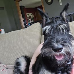 Giant Schnauzer Puppies from House of Roth Giant Schnauzers