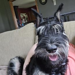 Giant Schnauzer Puppies from House of Roth Giant Schnauzers