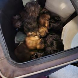Shih Tzu Puppies from Tammy's Shihtzu Shack