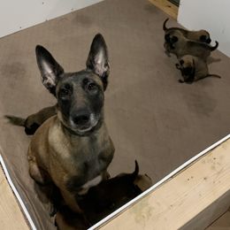 Belgian Malinois and Labrador Retriever Puppies from Elite Canine Training & Outfitters