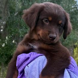 Finn - Red tri-color male Australian Shepherd puppy in Plant City, Florida from G2K9’s