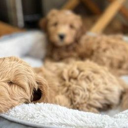 Goldendoodles from Adorable Doodles of Virginia LLC
