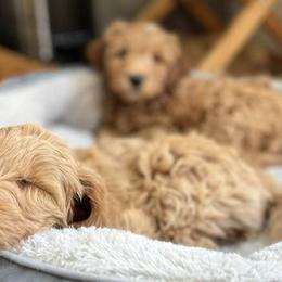 Goldendoodles from Adorable Doodles of Virginia LLC