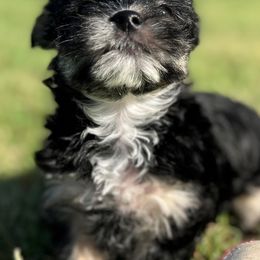 Aussiedoodles, Maltese, Maltipoos, Morkies, Yorkipoos, and Yorkshire Terriers from X-F Kennels