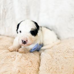 Boy 4 - male Bernedoodle puppy in Kamas, Utah from A + E Farms