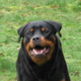 Rottweilers from JungerSohn