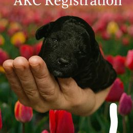 Tulip - Black female Poodle puppy in Dallas, Georgia from Everyone Loves Doodlez