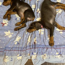 Beagle and Doberman Pinscher Puppies from Daisy Mountain Beagles