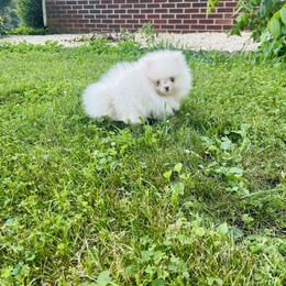 Snowball (White Parti Male) - Cream parti male Pomeranian puppy in Hancock, Maryland from Dusty Trail Pomeranians